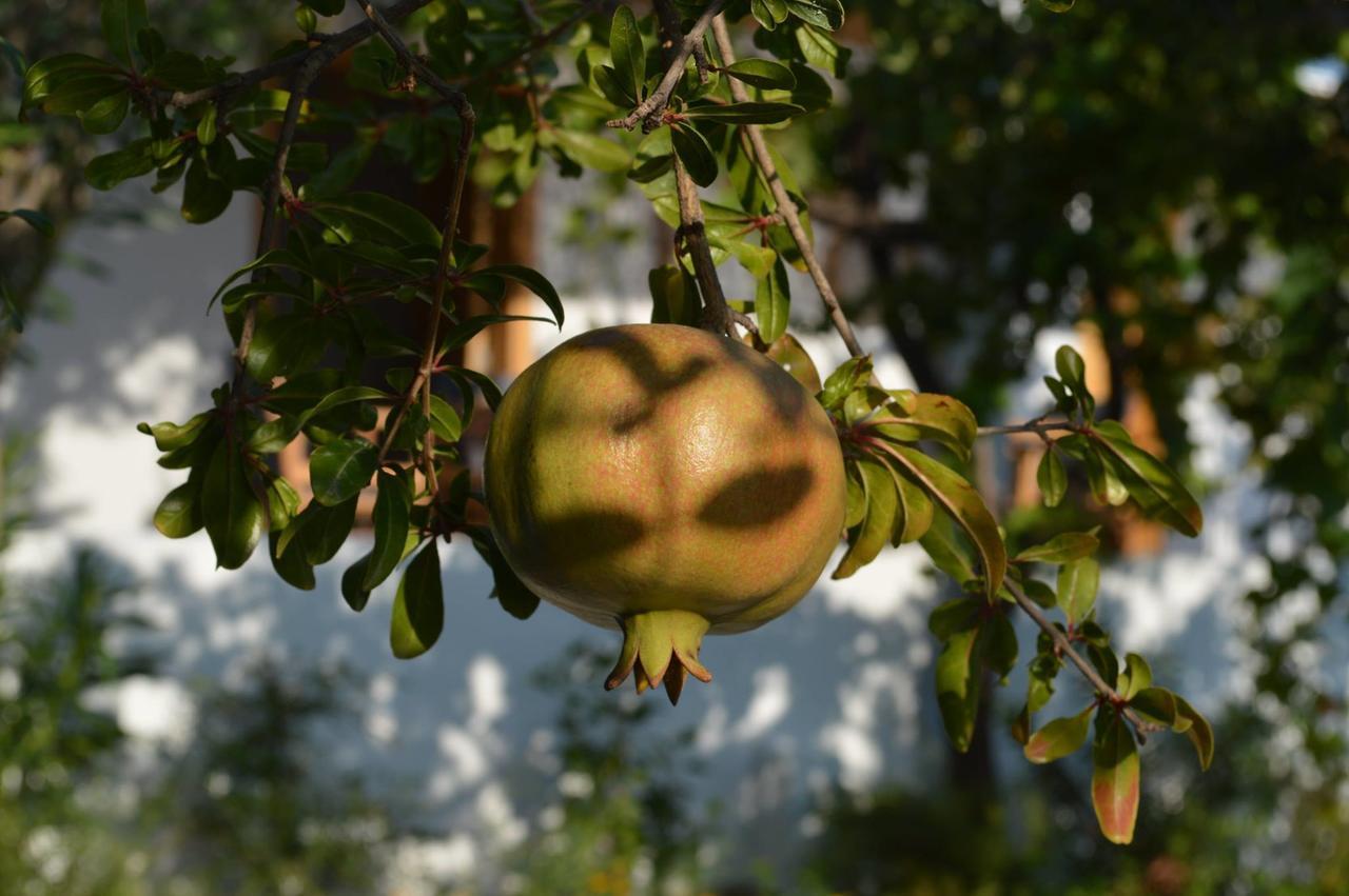 Ktima Natura Archangelos  Bilik gambar